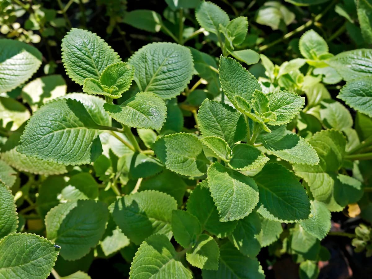 左手香(到手香)葉片