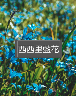 西西里藍花