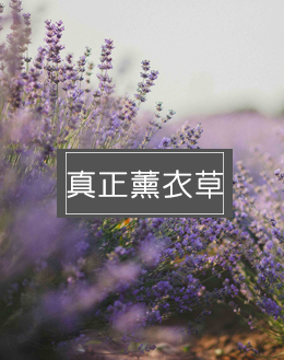 真正薰衣草香精