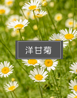 洋甘菊香精